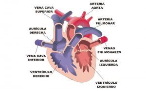 esquema del corazón